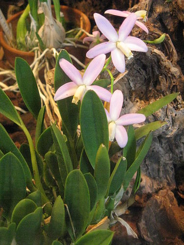 Cattleya longipes